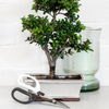 BURGON & BALL Japanese Pruning Scissors