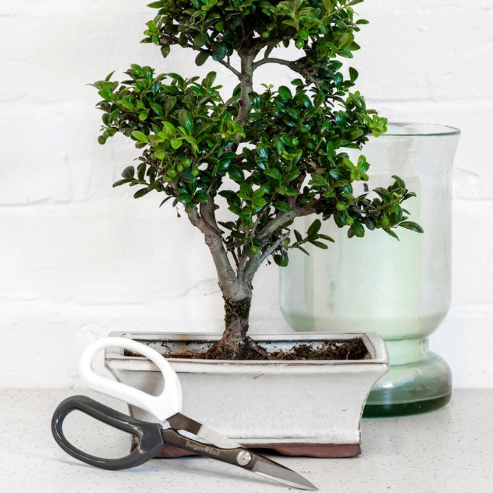 Load image into Gallery viewer, BURGON &amp; BALL Japanese Pruning Scissors