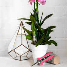 Load image into Gallery viewer, BURGON &amp; BALL Orchid Snip