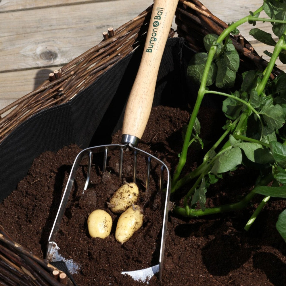 BURGON & BALL  |  Mid Handled Potato Harvesting Scoop - in action