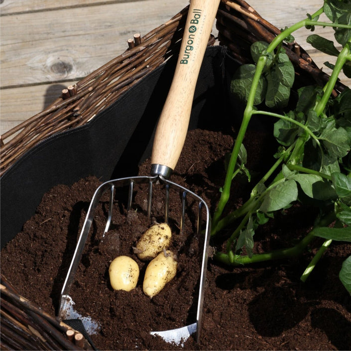 BURGON & BALL Mid Handled Garden Potato Harvesting Scoop - RHS Endorsed