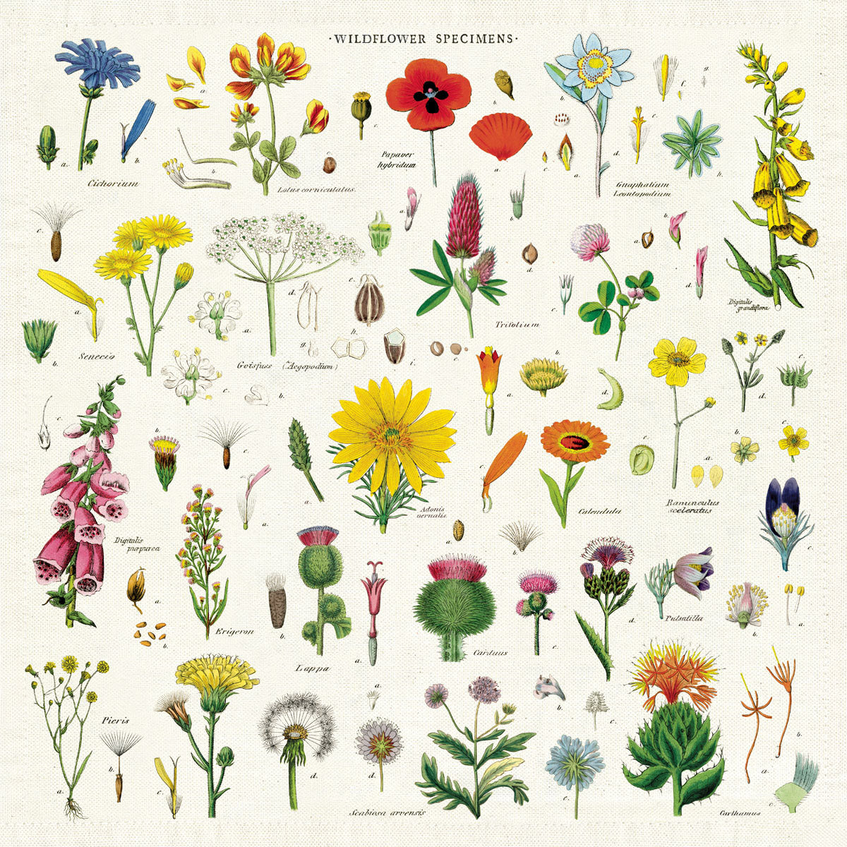 Load image into Gallery viewer, CAVALLINI &amp; Co. 100% Natural Cotton Napkins Set of 4 - Wildflowers