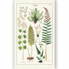 CAVALLINI & Co. 100% Natural Cotton Tea Towel - Ferns