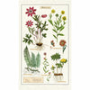 CAVALLINI & Co. 100% Natural Cotton Tea Towel - Herbarium