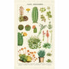 CAVALLINI & Co. 100% Natural Cotton Tea Towel - Succulents