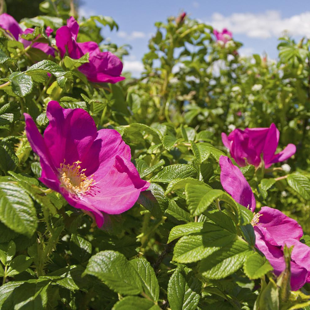 Load image into Gallery viewer, COMPAGNIE DE PROVENCE Extra Pur Liquid Soap 500ml - Wild Rose