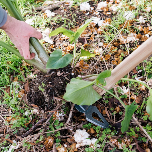 DEWIT Australian 2 Tine Pick Axe - 900mm Ash Handle