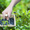 ESSCHERT DESIGN Berry Picker