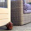 ESSCHERT DESIGN Bird Door Stop