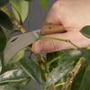 ESSCHERT DESIGN Pruning Set With Sheath