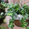 ESSCHERT DESIGN Round Lion Hanging Basket