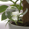 ESSCHERT DESIGN Globe Water Bubble