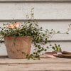 ESSCHERT DESIGN Plant Label Markers Set of 6 - Copper
