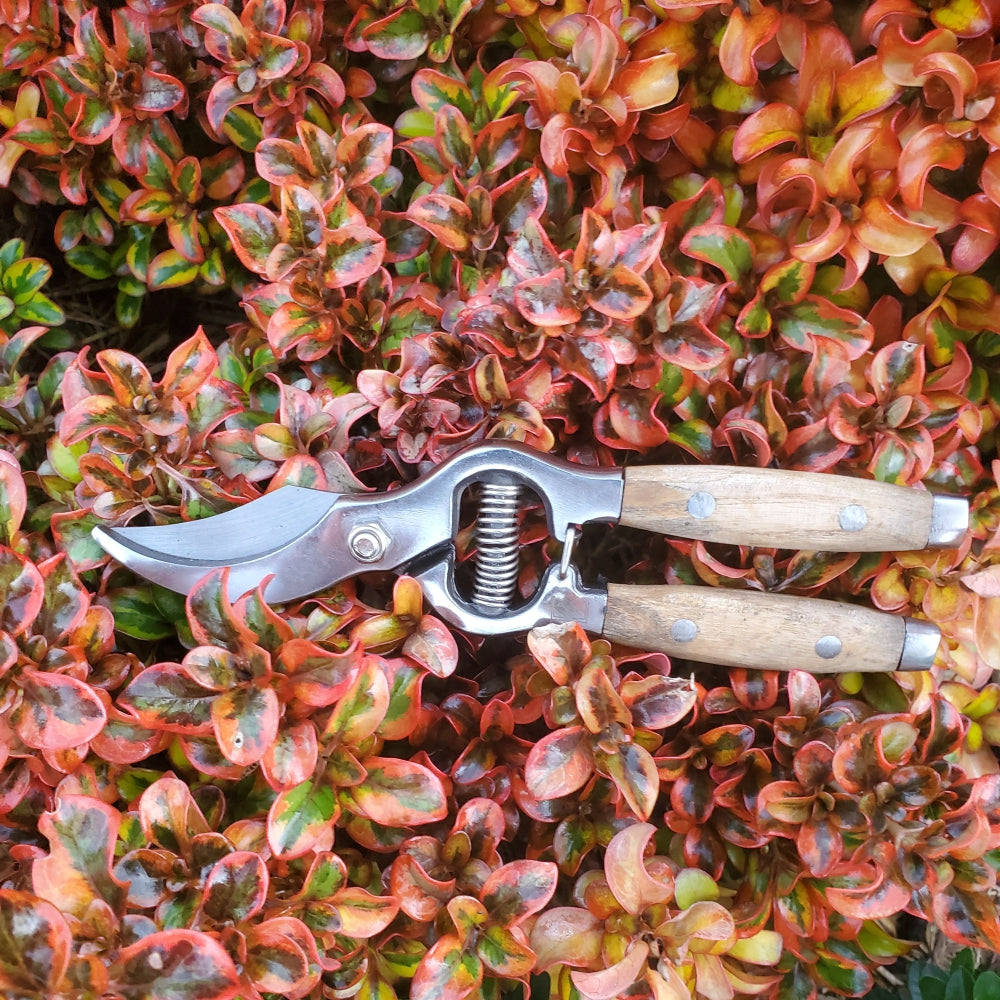 Load image into Gallery viewer, Wood Handled Secateurs - Ash