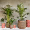 KAEMINGK Wicker Tapered Planter Round - Set of 3 **Limited Stock**