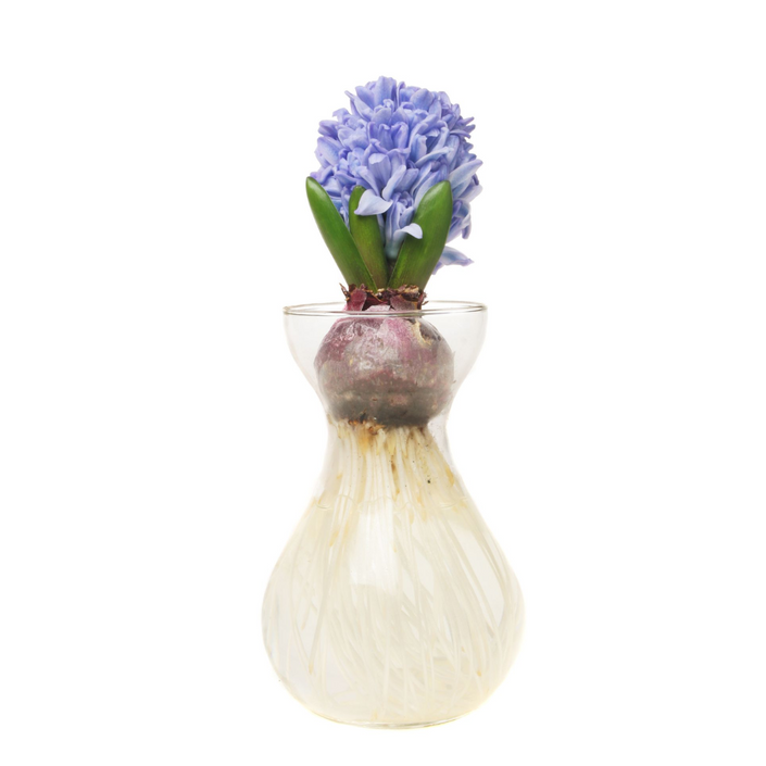 MR FOTHERGILLS Hyacinth Vase Kit - Blue (except Tas, WA)
