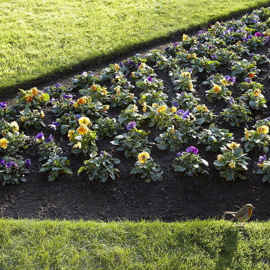BURGON & BALL  |  Lawn Edging Shears - Long Handled end-result