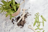 ROBERT GORDON Handy Little Things Herb Garden Stakes