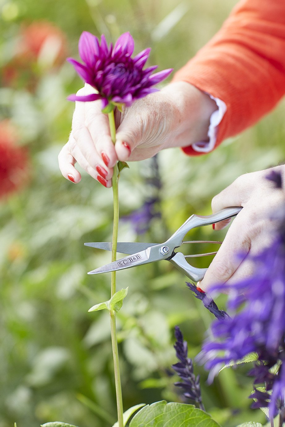 Load image into Gallery viewer, SOPHIE CONRAN | Precision Secateurs in action