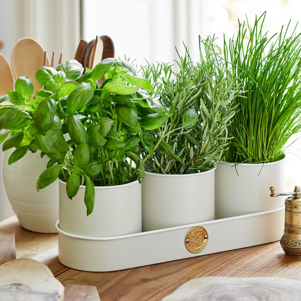 Load image into Gallery viewer, SOPHIE CONRAN Herb Pots Set 3 - Buttermilk