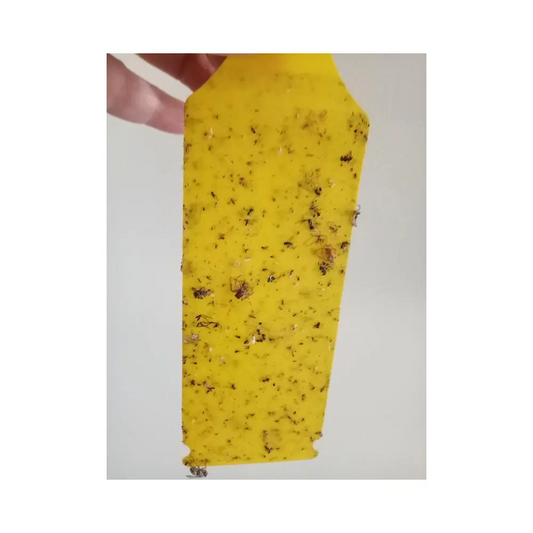 THE BUZZ Mini Insect Indoor Pot Traps - 5 Pack