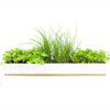 URBAN GREENS Microherbs Windowsill Box