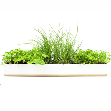 URBAN GREENS Microherbs Windowsill Box