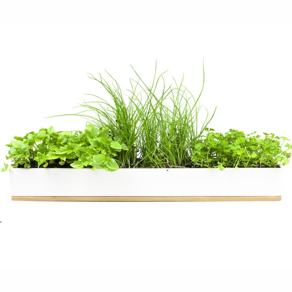 Load image into Gallery viewer, URBAN GREENS Microherbs Windowsill Box