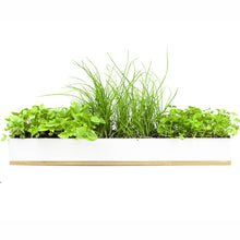 Load image into Gallery viewer, URBAN GREENS Microherbs Windowsill &amp; Accessories Kit