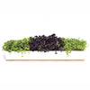 URBAN GREENS Microgreens Windowsill Box
