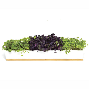URBAN GREENS Microgreens Windowsill Box