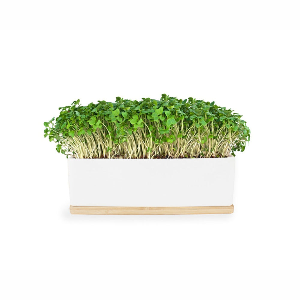 URBAN GREENS Windowsill Mini Garden White - Mustard Sprouts
