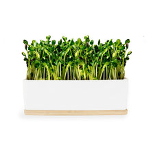 Load image into Gallery viewer, URBAN GREENS Windowsill Mini Garden White - Sunflower Sprouts