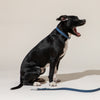 WILD ONE Dog Collar Large - Navy Blue **CLEARANCE**