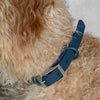 WILD ONE Dog Collar Small - Navy Blue **CLEARANCE**