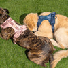 WILD ONE Dog Harness Large - Blush Pink **CLEARANCE**