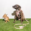 WILD ONE Dog Harness Large - Blush Pink **CLEARANCE**