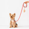 WILD ONE Dog Poop Bag Carrier - Coral Red **CLEARANCE**