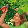 Reaching with the WOLF GARTEN Comfort Plus Anvil Secateur