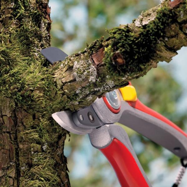 Cutting thick branch with theWOLF GARTEN | Large Professional Anvil Secateur