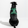 WILD ONE Dog Harness Large - Spruce **CLEARANCE**