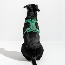 Load image into Gallery viewer, WILD ONE Dog Harness Large - Spruce
