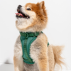 WILD ONE Dog Harness Medium - Spruce **CLEARANCE**