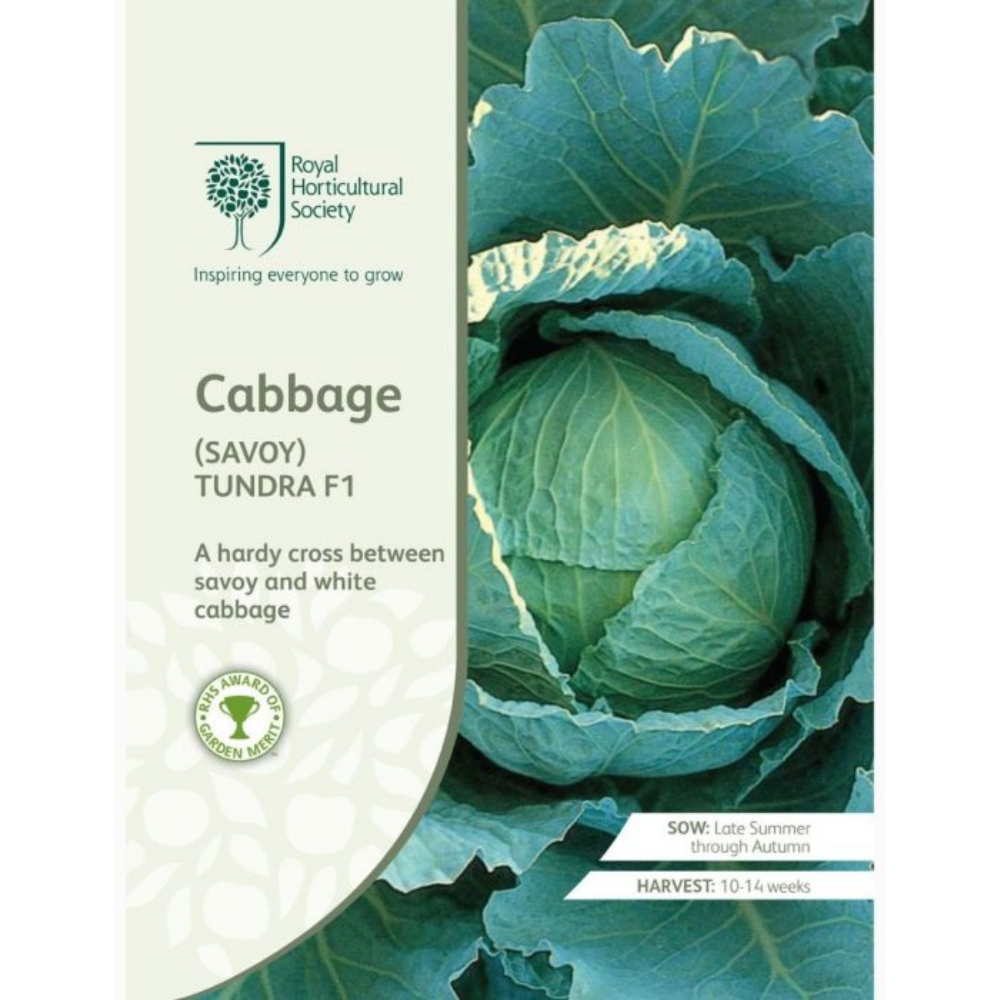 ROYAL HORTICULTURAL SOCIETY Seeds - Cabbage (Savoy) Tundra F1