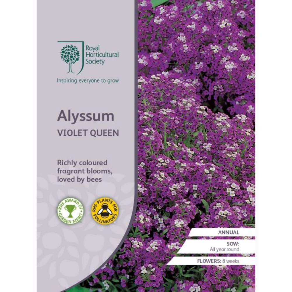 ROYAL HORTICULTURAL SOCIETY Seeds - Alyssum Violet Queen
