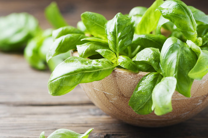 PLANTS CAN Ceramic Herb Kit - Green Basil