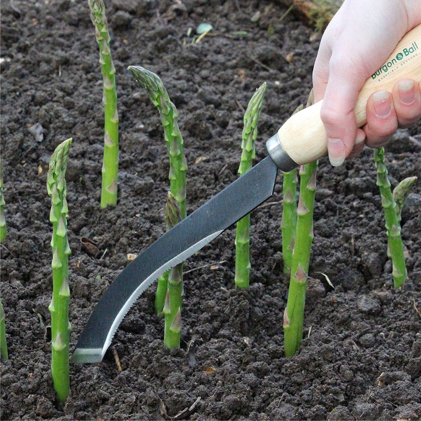 Load image into Gallery viewer, BURGON &amp; BALL | Ultimate Asparagus Knife in use