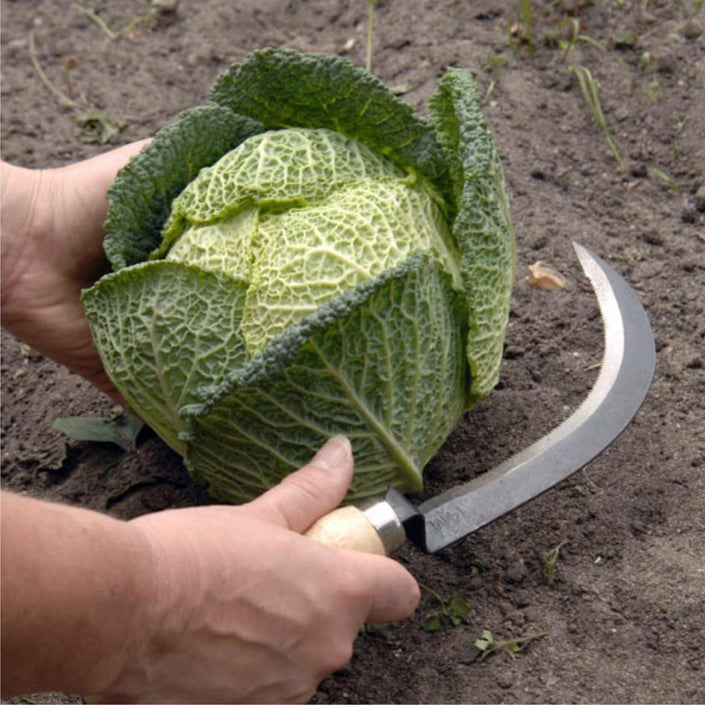 BURGON & BALL | Vegetable Harvesting Knife in use