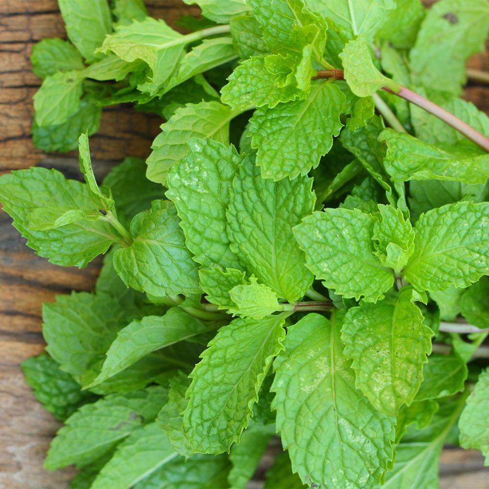 Load image into Gallery viewer, PLANTS CAN Ceramic Herb Kit - Cool Mint