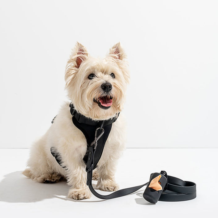 WILD ONE Dog Harness Walk Kit - Black